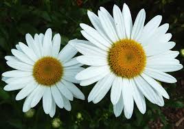 Margaritas (Daisies)