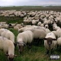 Portada de Grey Sheep