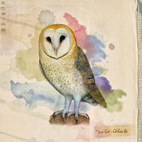 'El Bosque' de Niño Cohete. Disco: Aves de Chile El Bosque - Niño Cohete