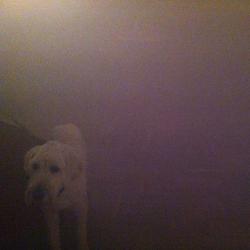 Dog in the Fog: ‘Replica’ Collaborations & Remixes