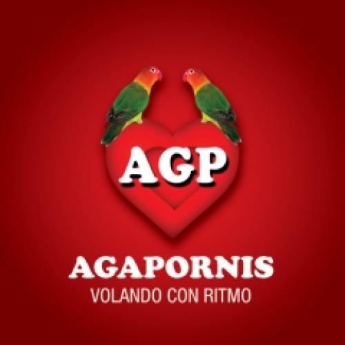 Volando con ritmo - Persiana Americana