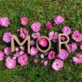 Mor