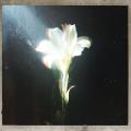 Canción Light That Leads Me (ft. Netsky)
