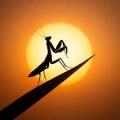 Mantis (ft. Cultura Profética)