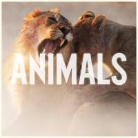 Animals Animals de Maroon 5