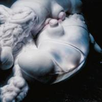 Canción 'Arisen My Senses' interpretada por Bjork Canción 'Arisen My Senses' interpretada por Bjork