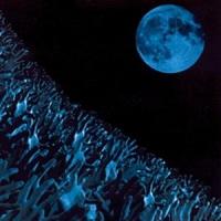 'Hysteria' de Muse Hysteria - Muse