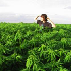 Wildwood Weed