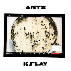 Ants Ants