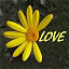 logo de lily belmor