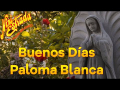 Buenos Días Paloma Blanca